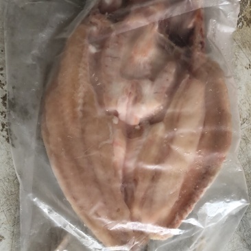 开背巴沙鱼湄公鱼凌波鱼