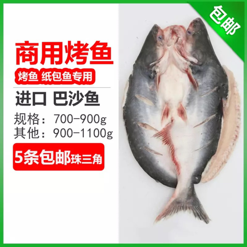 开背巴沙鱼湄公鱼凌波鱼