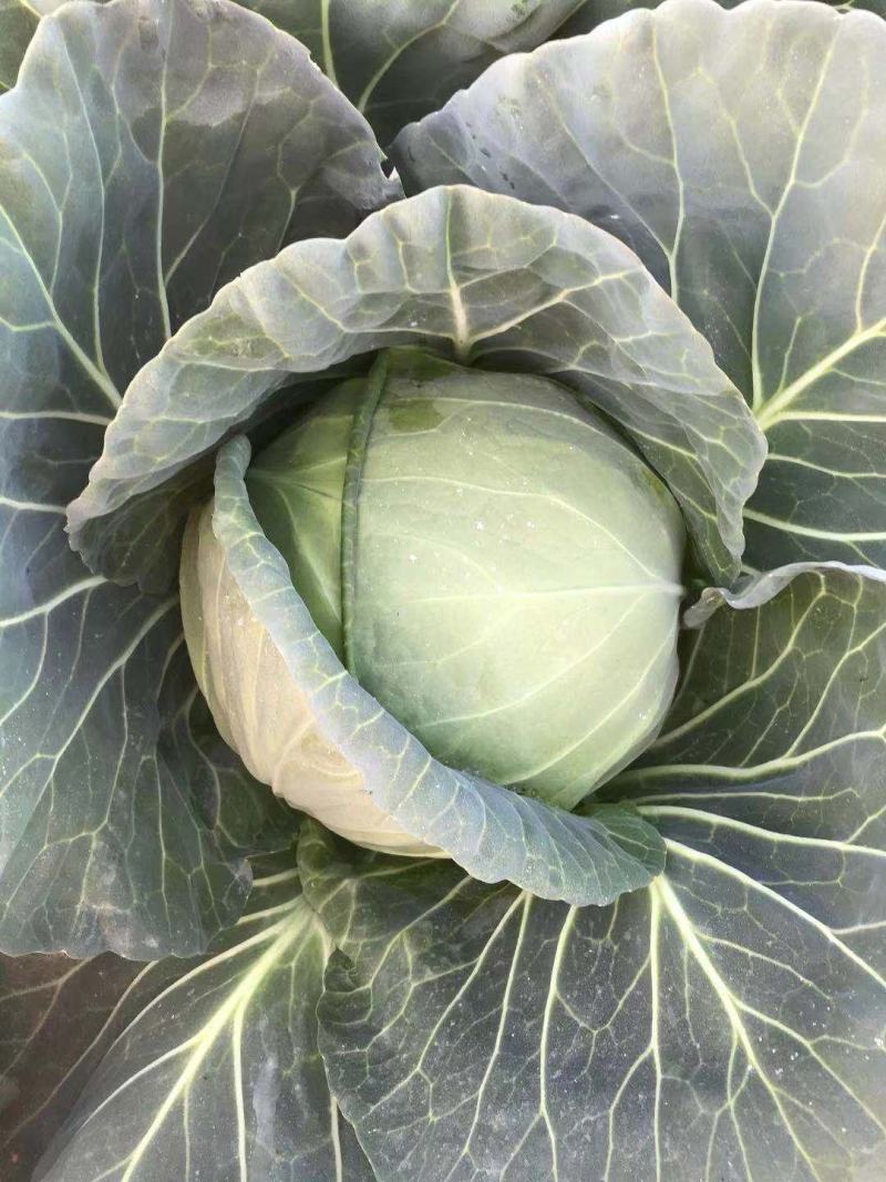 云南精品小铁头，甘蓝包菜，小包菜平顶场地直供大量有货