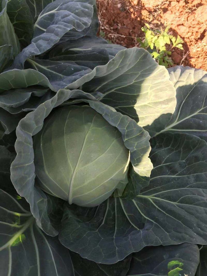 云南精品小铁头，甘蓝包菜，小包菜平顶场地直供大量有货