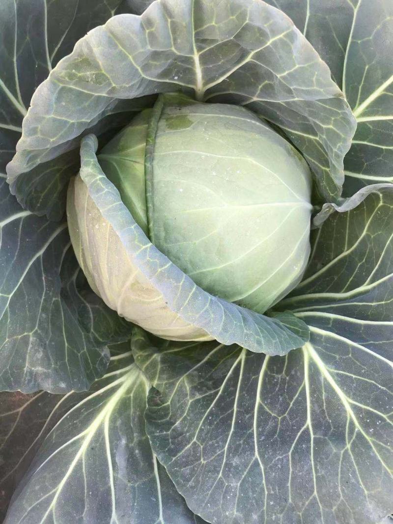 云南精品小铁头，甘蓝包菜，小包菜平顶场地直供大量有货