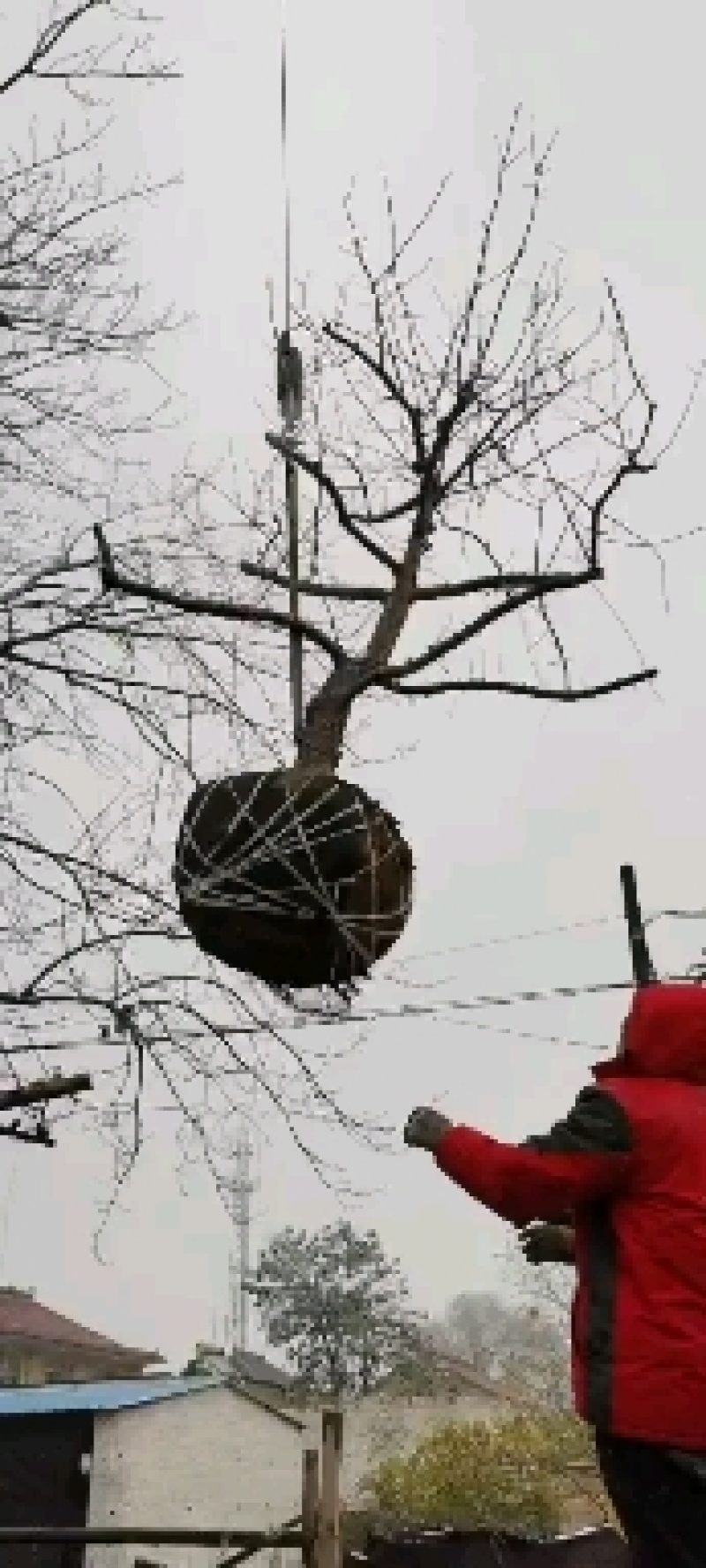 精品山楂树六至十公分的山楂树基地直发价格低质量好欢迎联系