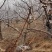 精品山楂树六至十公分的山楂树基地直发价格低质量好欢迎联系