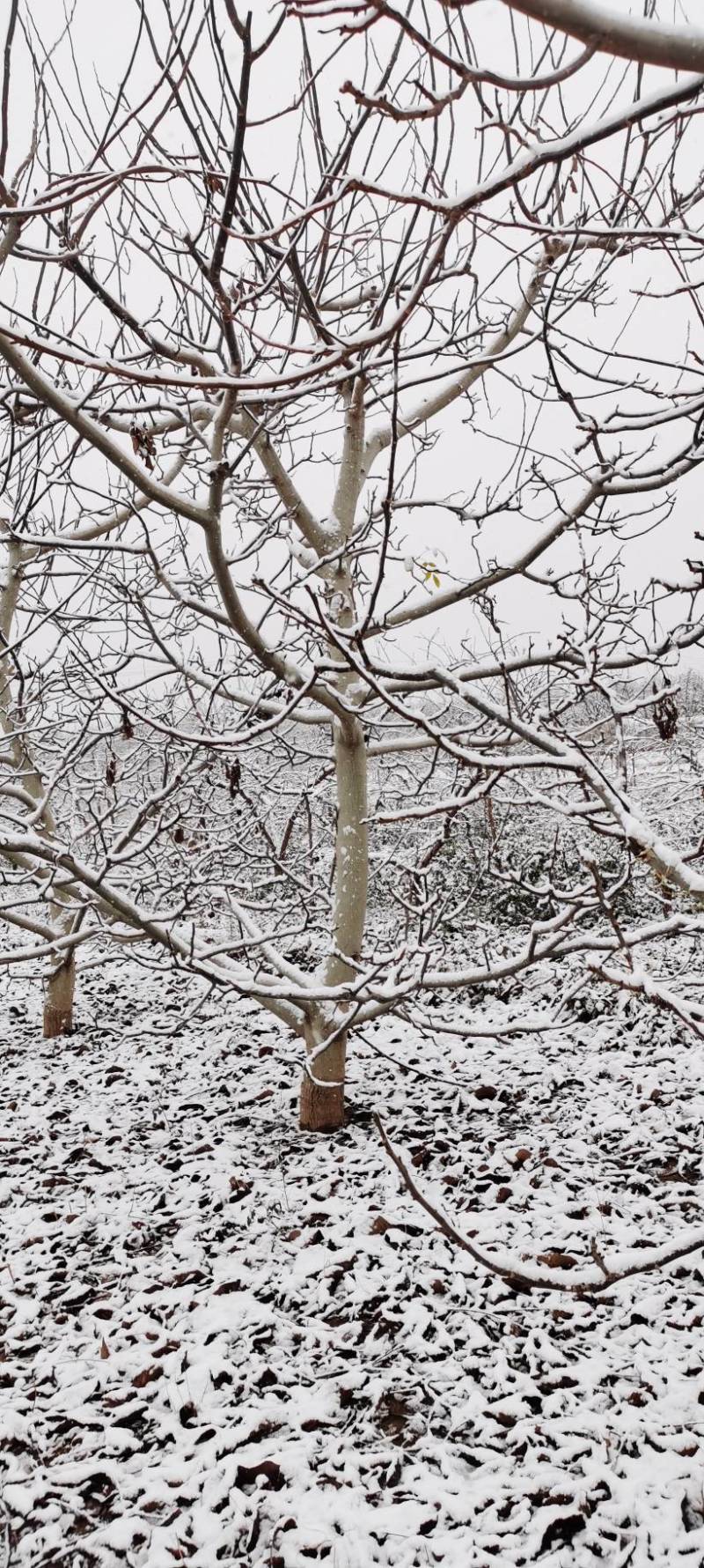 精品山楂树六至十公分的山楂树基地直发价格低质量好欢迎联系