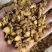 【实物拍摄】黄芩黄芩片陕西黄芩高含量两年生黄芩