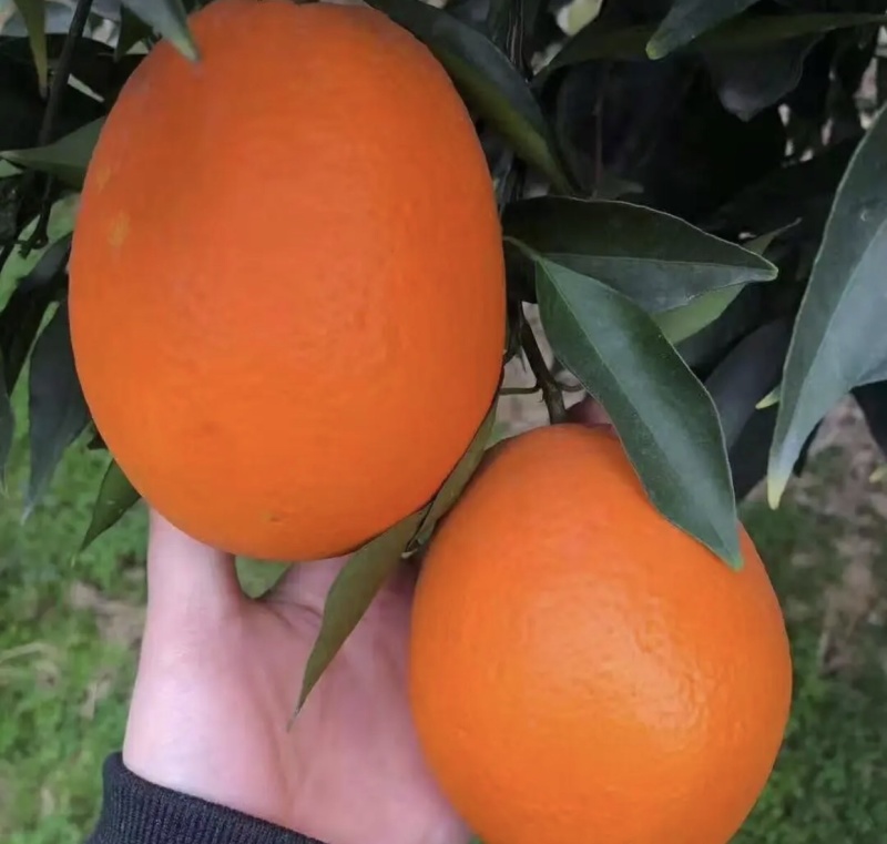 精品秭归长虹脐橙产地直供果子优美支持视频看货