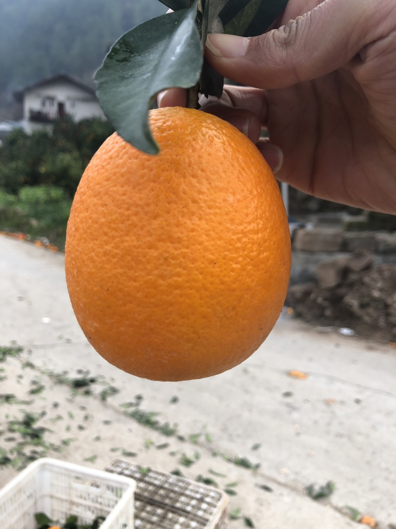 精品秭归长虹脐橙产地直供果子优美支持视频看货