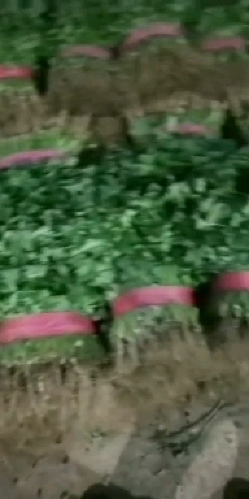河南安阳大叶香菜物美价廉货源充足价格美丽基地直供量大从优