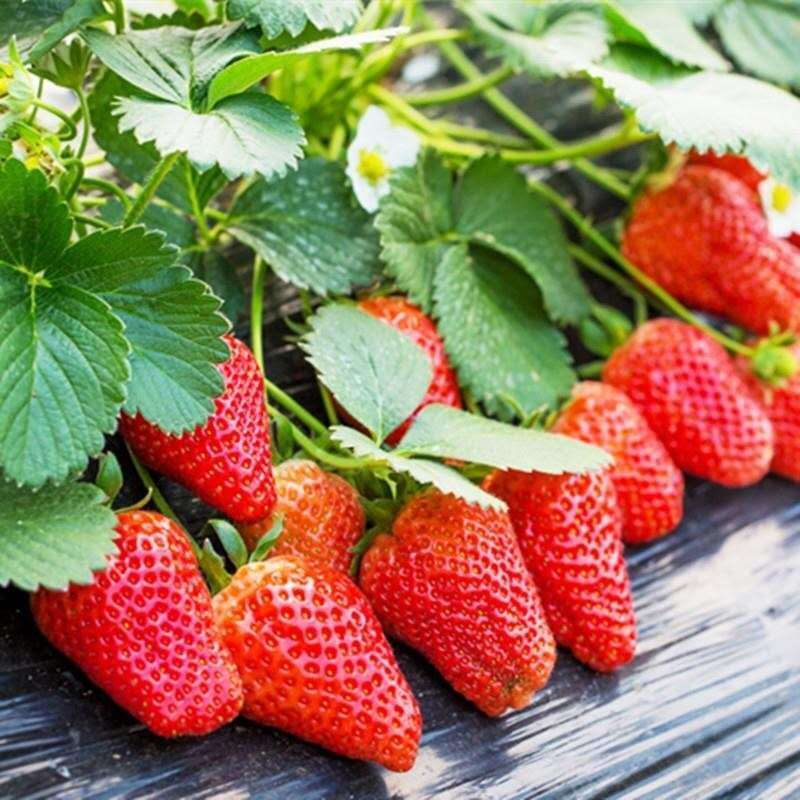 草莓苗章姬草莓苗红颜草莓苗甜宝草莓苗妙香品种齐全