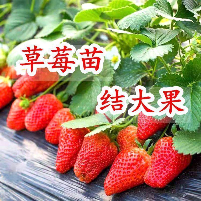 草莓苗章姬草莓苗红颜草莓苗甜宝草莓苗妙香品种齐全