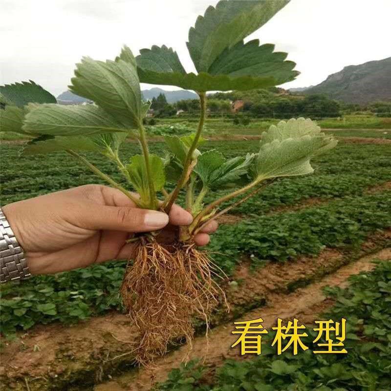 草莓苗章姬草莓苗红颜草莓苗甜宝草莓苗妙香品种齐全