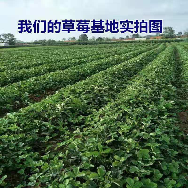 草莓苗章姬草莓苗红颜草莓苗甜宝草莓苗妙香品种齐全