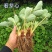草莓苗章姬草莓苗红颜草莓苗甜宝草莓苗妙香品种齐全