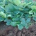 草莓苗章姬草莓苗红颜草莓苗甜宝草莓苗妙香品种齐全