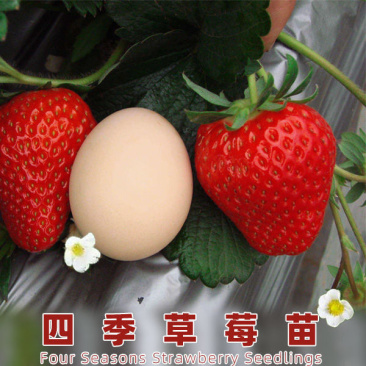 草莓苗章姬草莓苗红颜草莓苗甜宝草莓苗妙香品种齐全