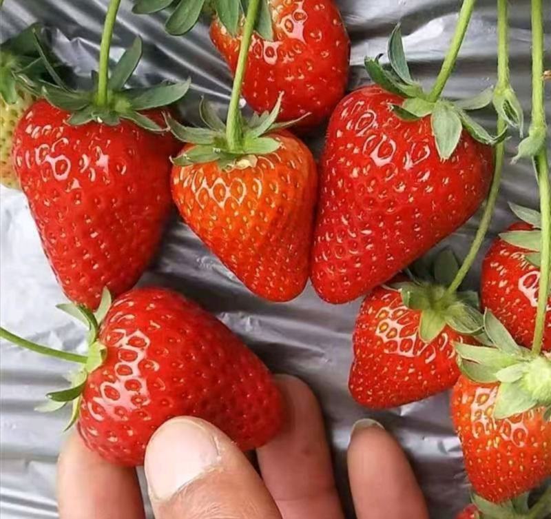 草莓苗章姬草莓苗红颜草莓苗甜宝草莓苗妙香品种齐全