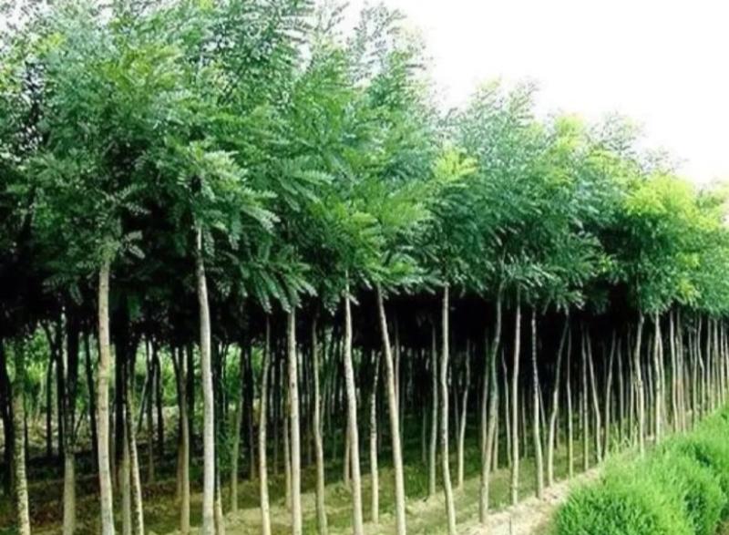槐树苗《速生生长速度快》成活率高耐旱行道树