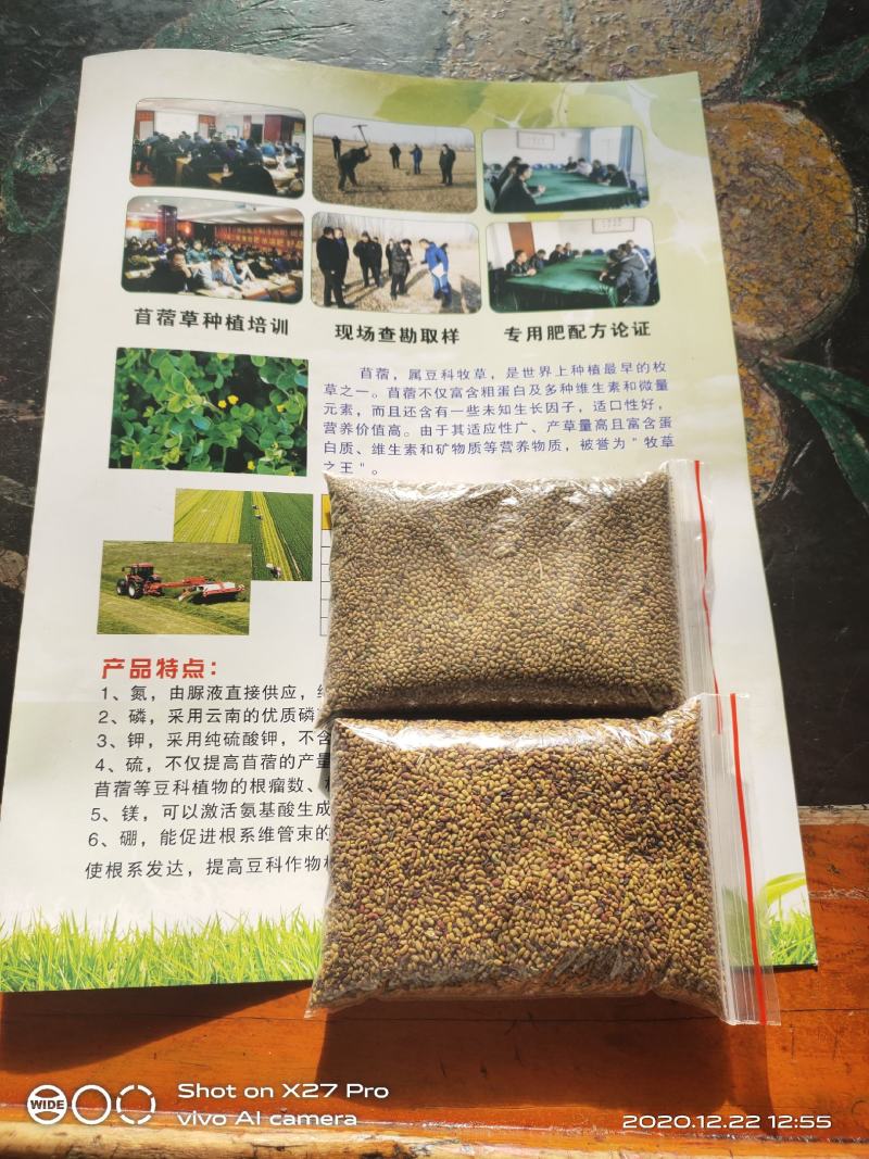 紫花苜蓿种子甘肃苜蓿籽批发苜蓿草种子发芽率好