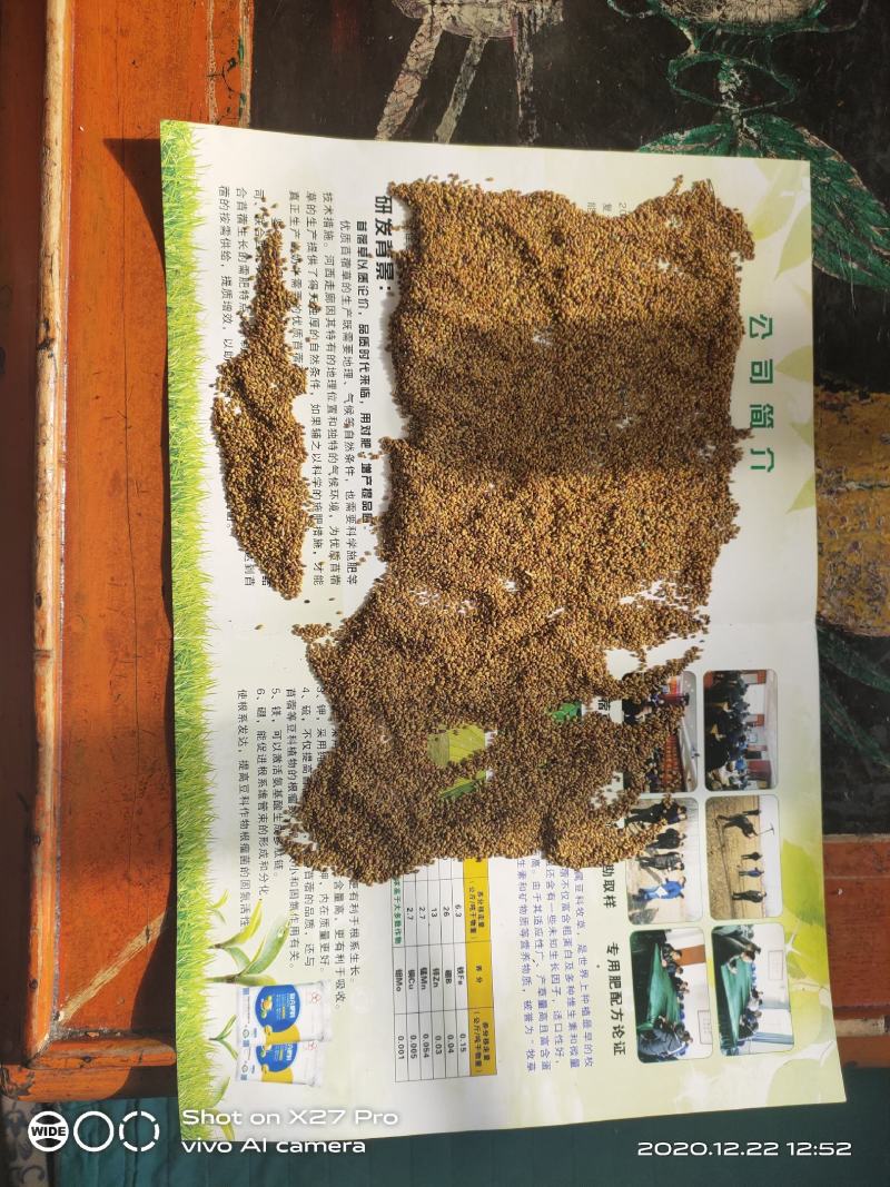 紫花苜蓿种子甘肃苜蓿籽批发苜蓿草种子发芽率好