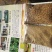 紫花苜蓿种子甘肃苜蓿籽批发苜蓿草种子发芽率好