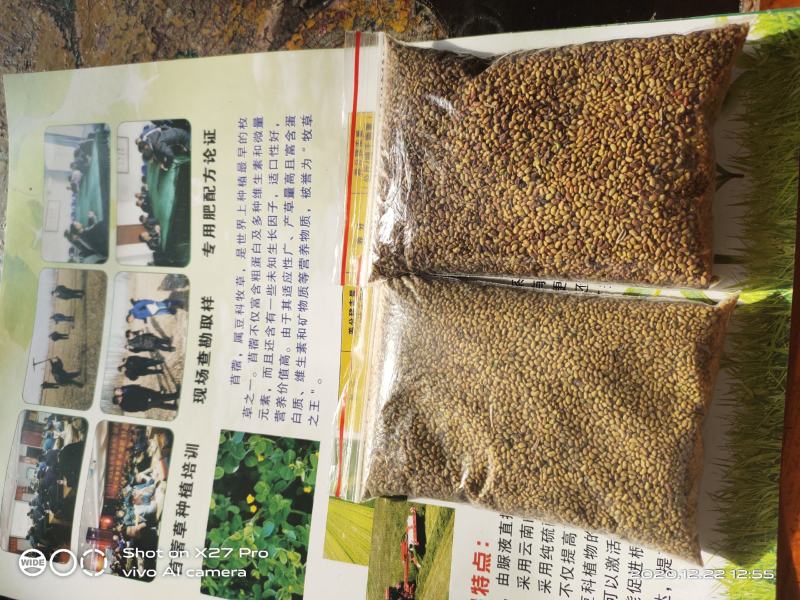 紫花苜蓿种子甘肃苜蓿籽批发苜蓿草种子发芽率好