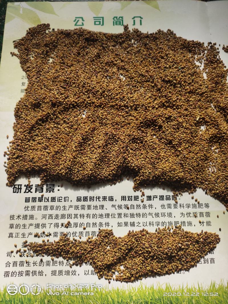 紫花苜蓿种子甘肃苜蓿籽批发苜蓿草种子发芽率好