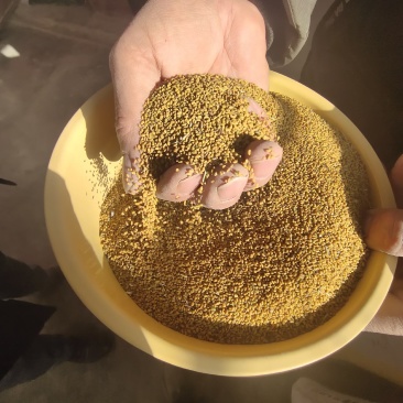 紫花苜蓿种子甘肃苜蓿籽批发苜蓿草种子发芽率好
