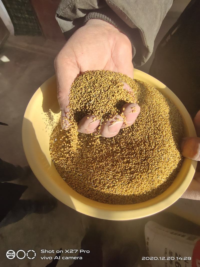 紫花苜蓿种子甘肃苜蓿籽批发苜蓿草种子发芽率好