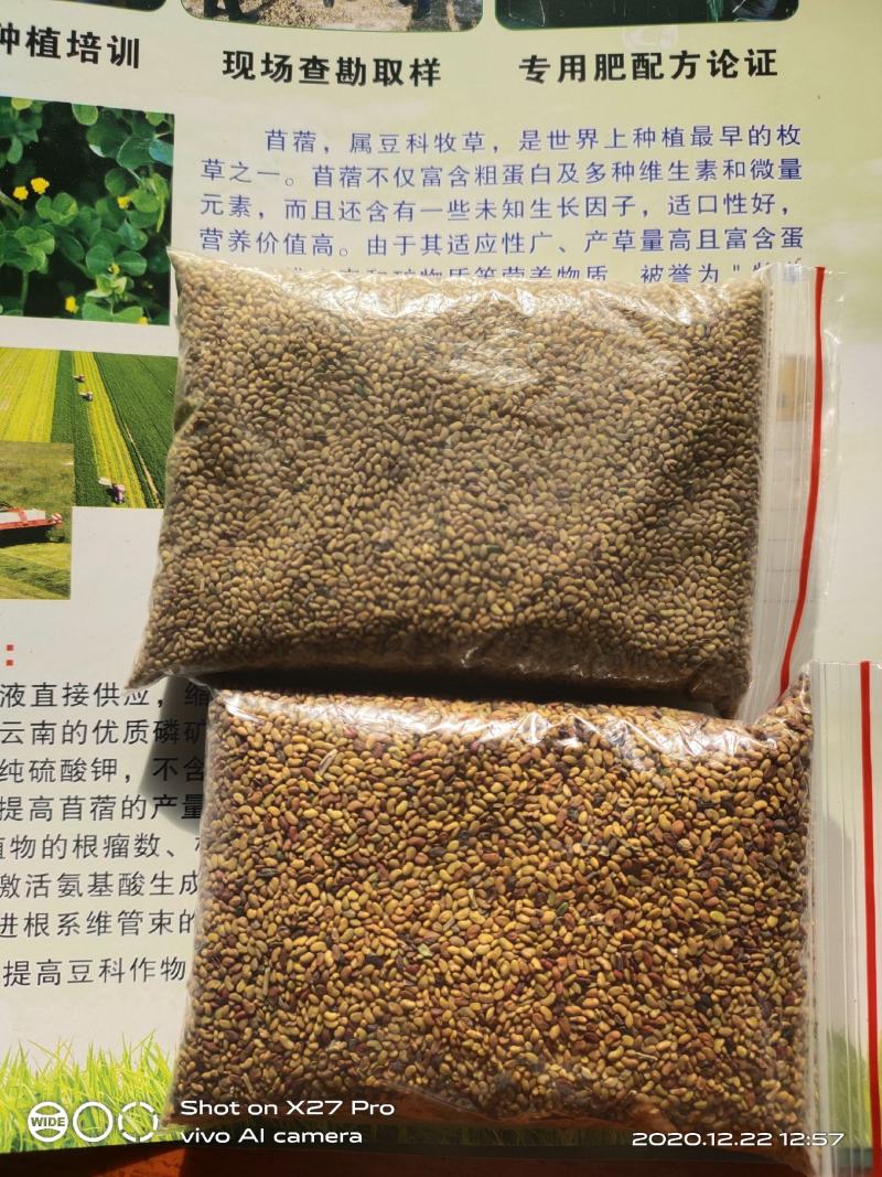 紫花苜蓿种子甘肃苜蓿籽批发苜蓿草种子发芽率好