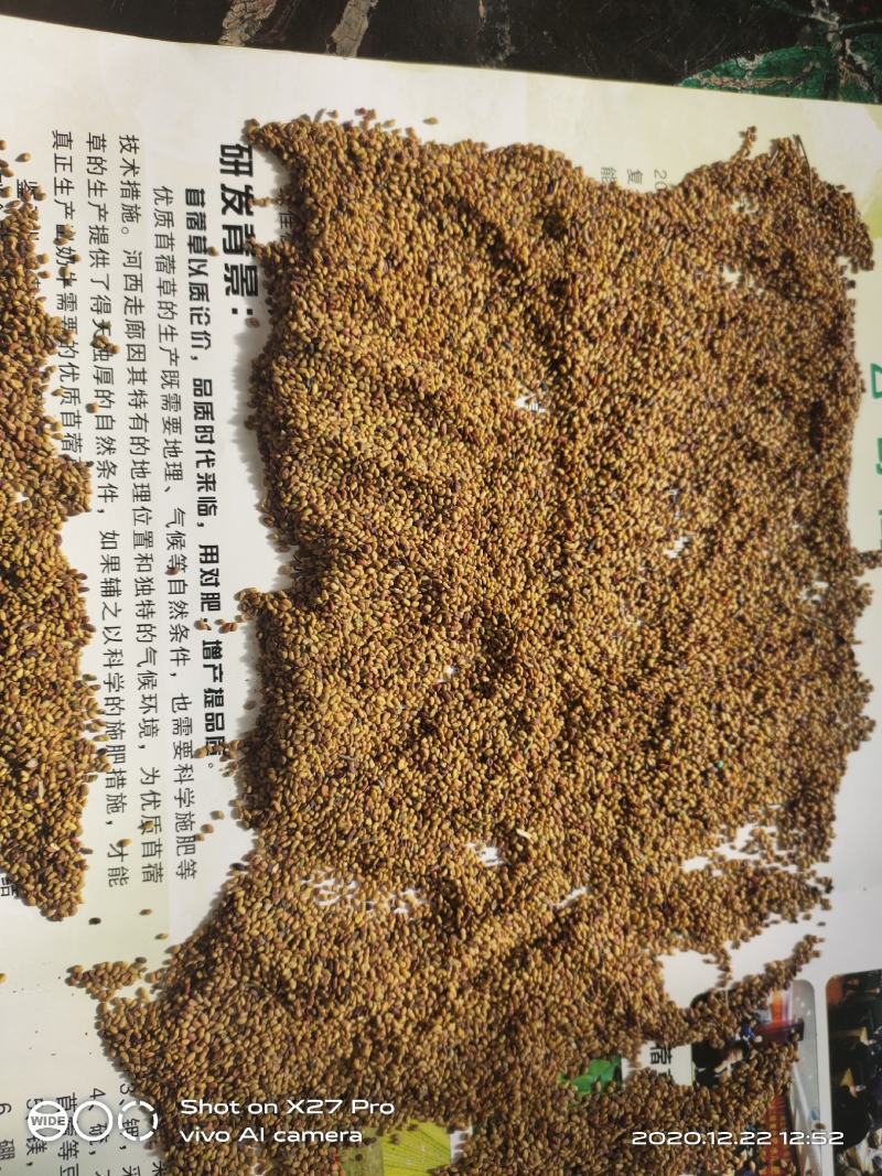 紫花苜蓿种子甘肃苜蓿籽批发苜蓿草种子发芽率好