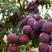 脆红李，果实大，外观紫红色，口味脆甜，适合各地种植