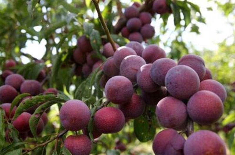 脆红李，果实大，外观紫红色，口味脆甜，适合各地种植