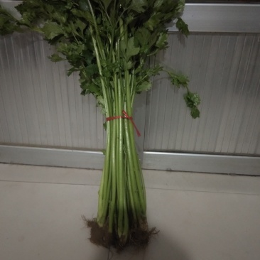 铁杆，西芹两种芹菜来喽，欢迎朋友前来采购啦啦啦