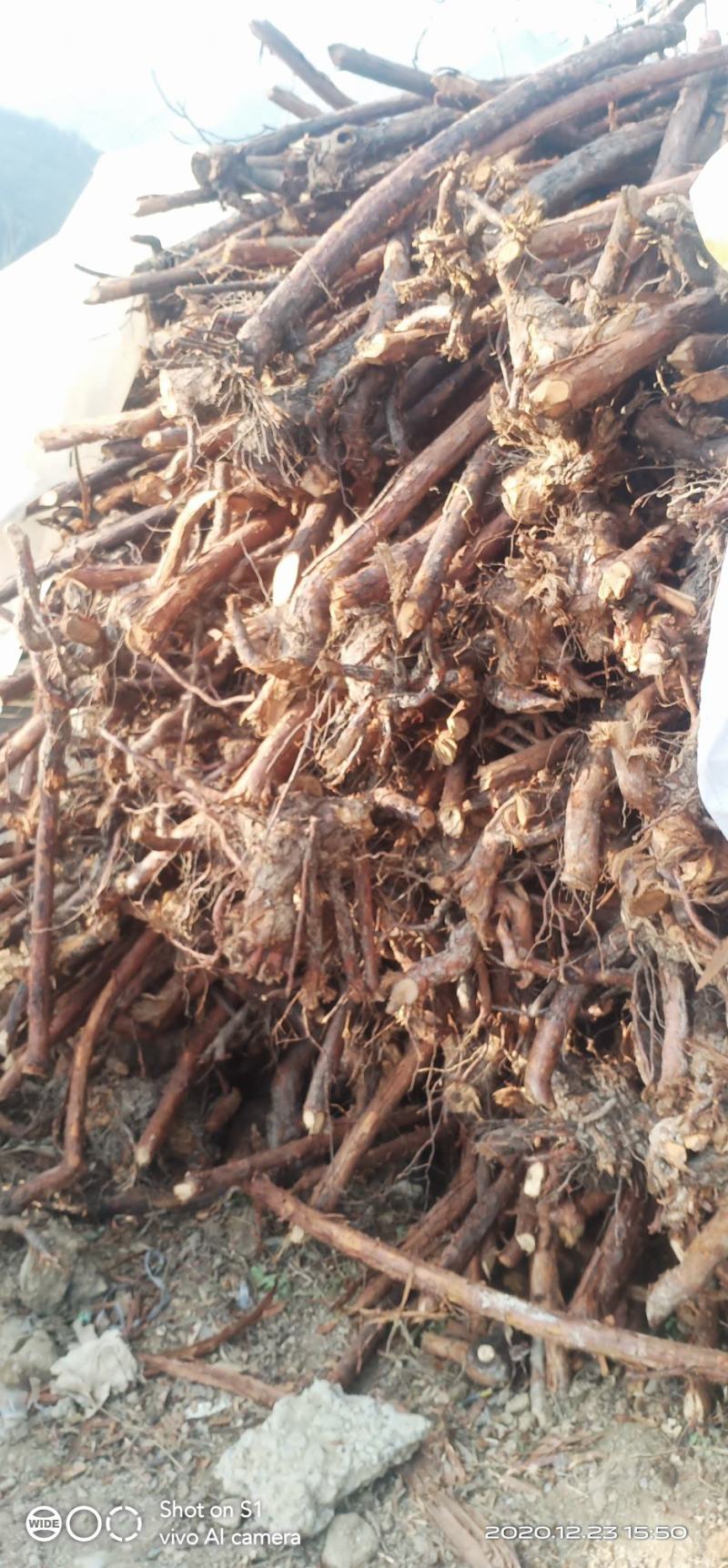 山木香大量出售。欢迎老板咨询。