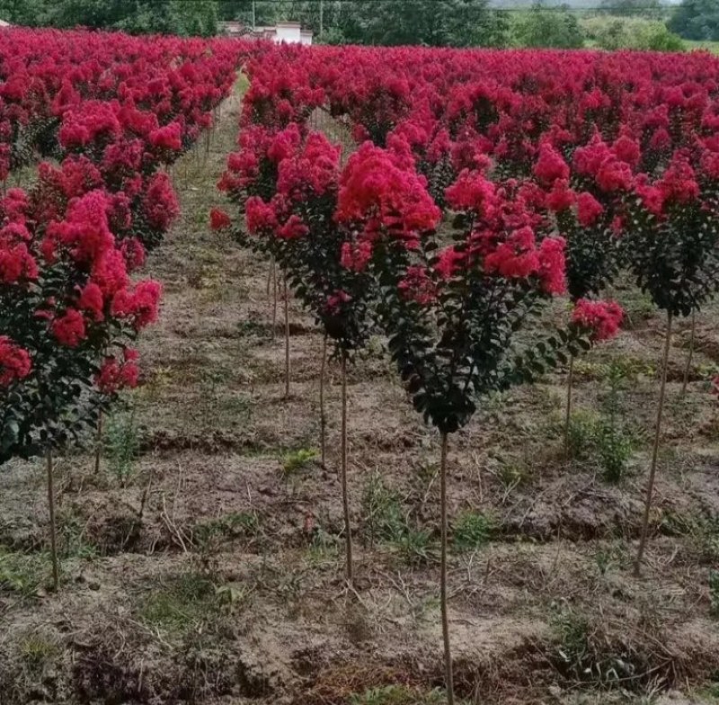 红火球紫薇苗红火箭耐寒成活率高耐旱《速生生长速度快》