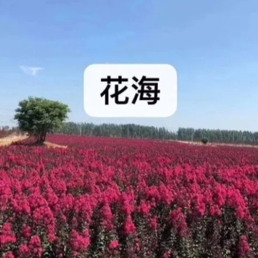 红火球紫薇苗红火箭耐寒成活率高耐旱《速生生长速度快》