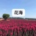 红火球紫薇苗红火箭耐寒成活率高耐旱《速生生长速度快》