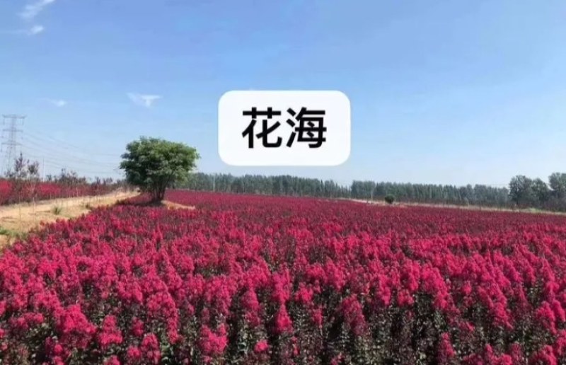 红火球紫薇苗红火箭耐寒成活率高耐旱《速生生长速度快》