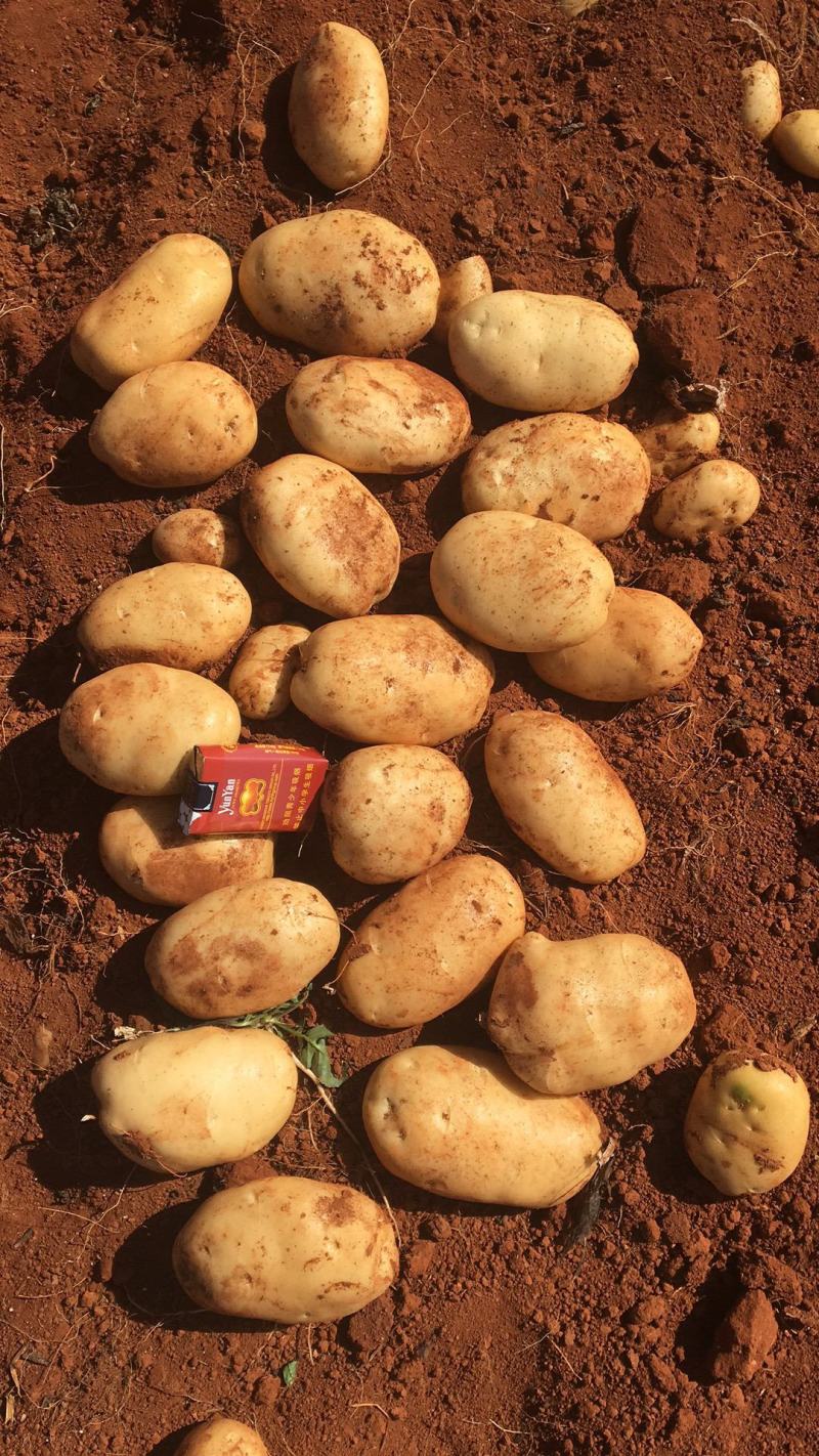 【精品】云南三亩大基地土豆丽薯六号白皮白心纯度高一级薯
