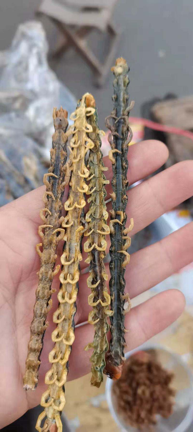 蜈蚣蜈蚣皮干货无竹签统货实物拍摄中药材