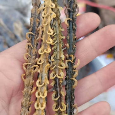 蜈蚣蜈蚣皮干货无竹签统货实物拍摄中药材