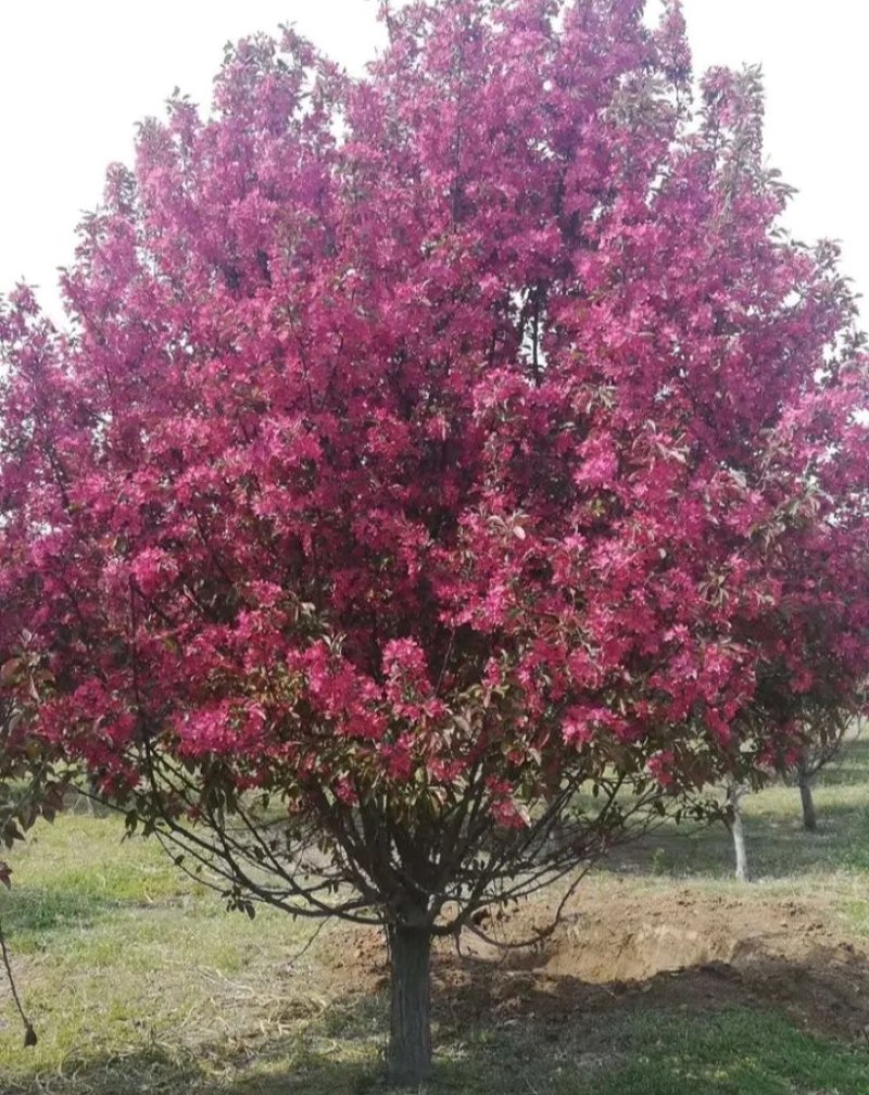 海棠苗《速生速度快》盆栽矮栽地栽型成活率高耐寒抗旱