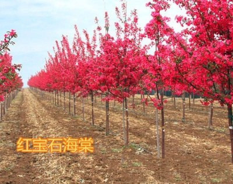 海棠苗《速生速度快》盆栽矮栽地栽型成活率高耐寒抗旱