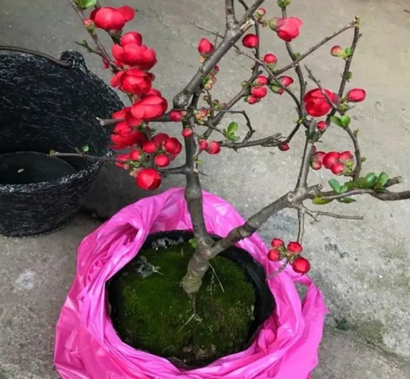 海棠苗《速生速度快》盆栽矮栽地栽型成活率高耐寒抗旱