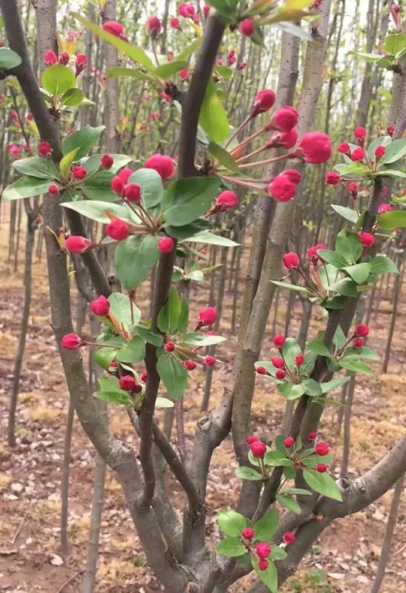 海棠苗《速生速度快》盆栽矮栽地栽型成活率高耐寒抗旱