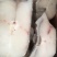 鳕鱼块新鲜肉嫩一件20斤全国代发货
