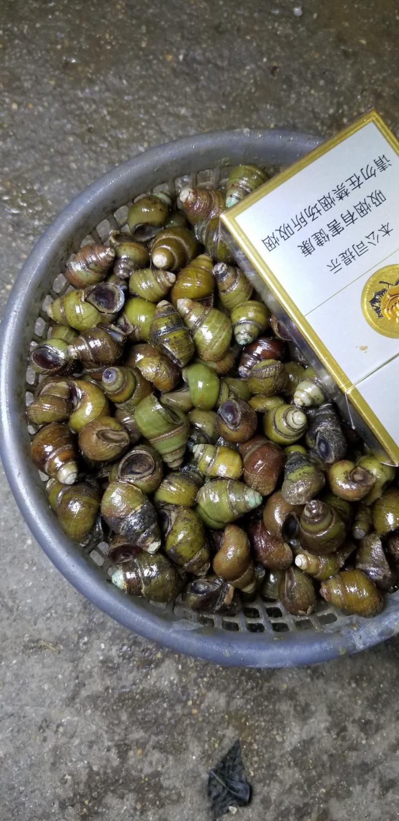 食用螺蛳周边配送长期稳定质量保证。