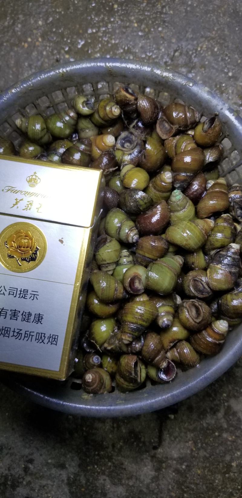 食用螺蛳周边配送长期稳定质量保证。