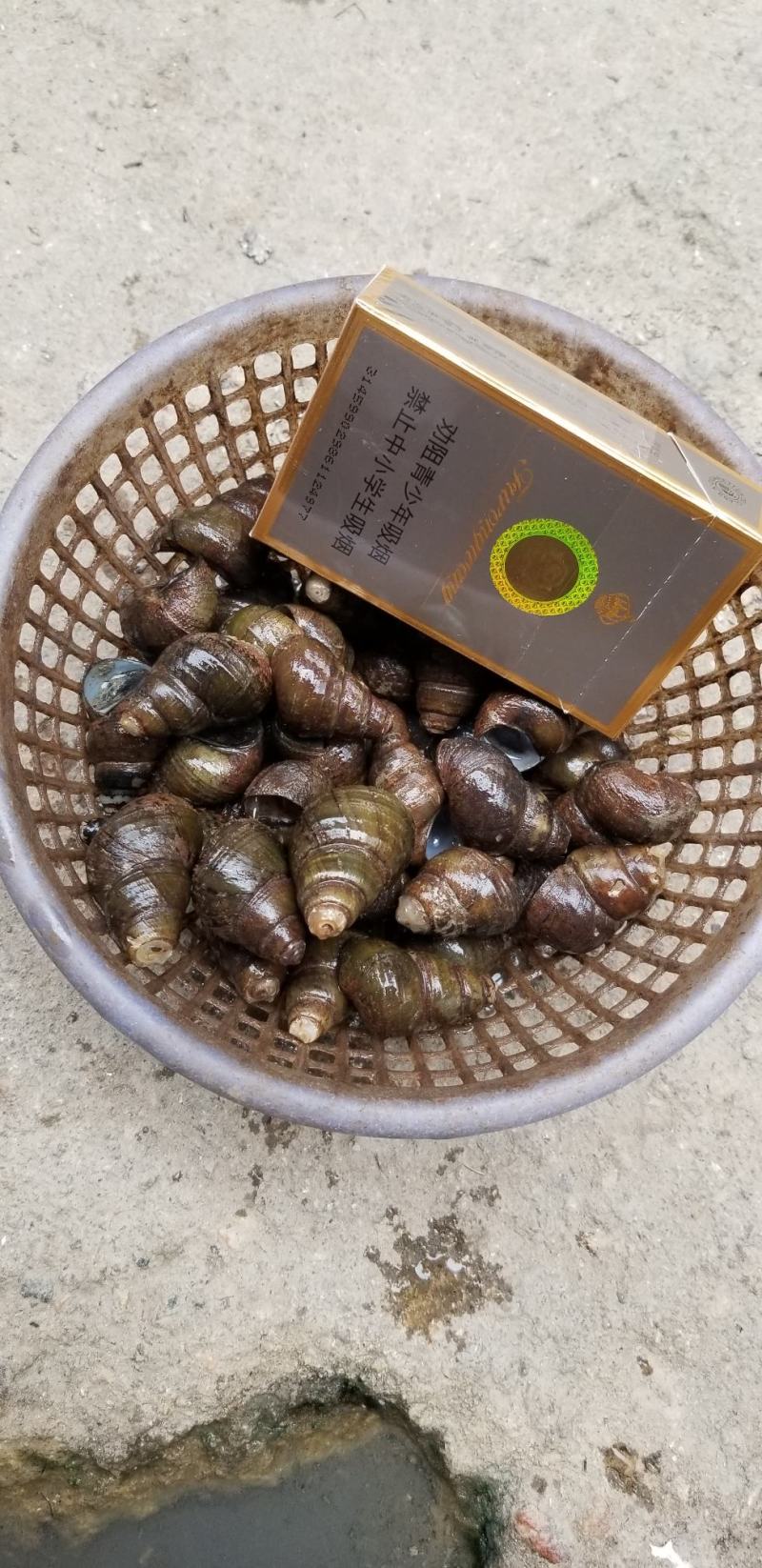食用螺蛳周边配送长期稳定质量保证。