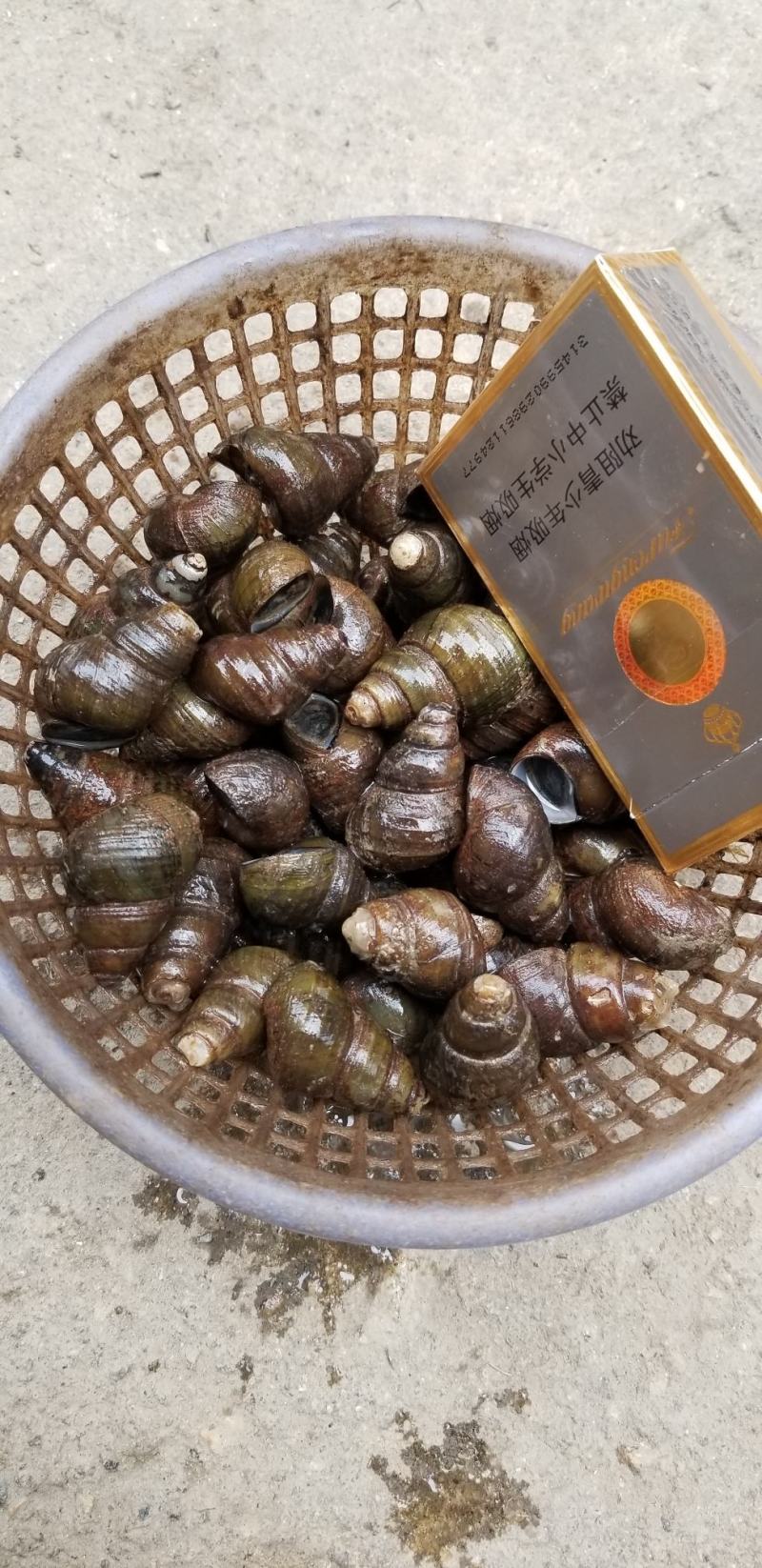 食用螺蛳周边配送长期稳定质量保证。